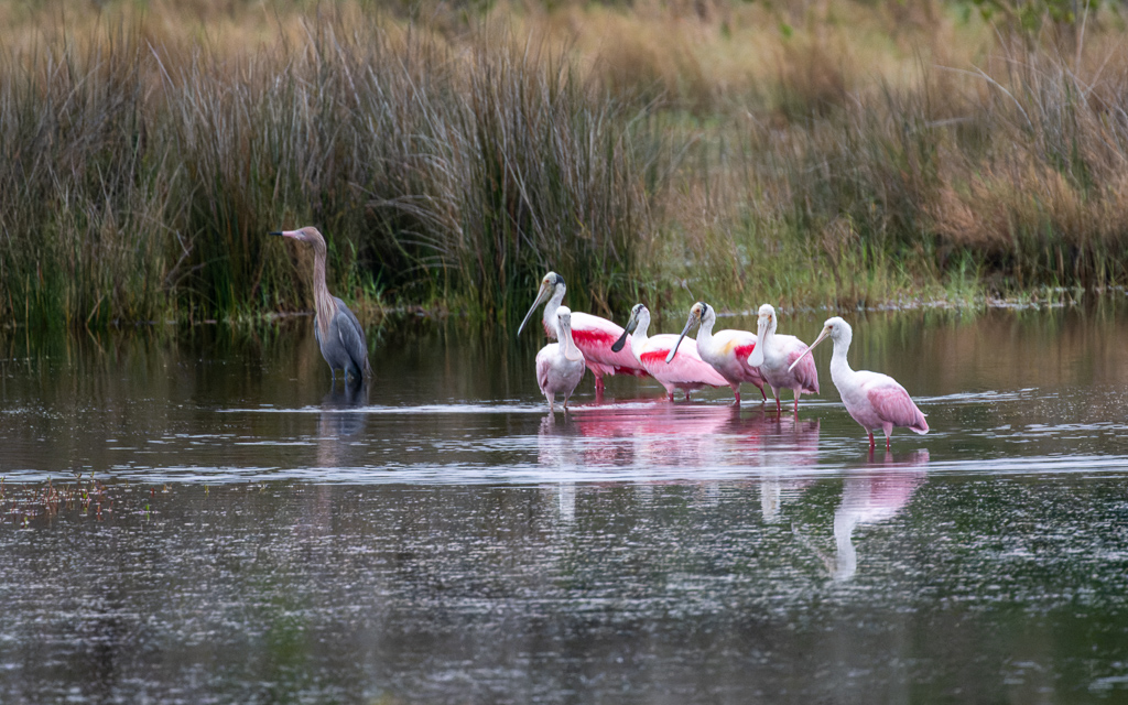 Z72 3572 NEF DxO DeepPRIME