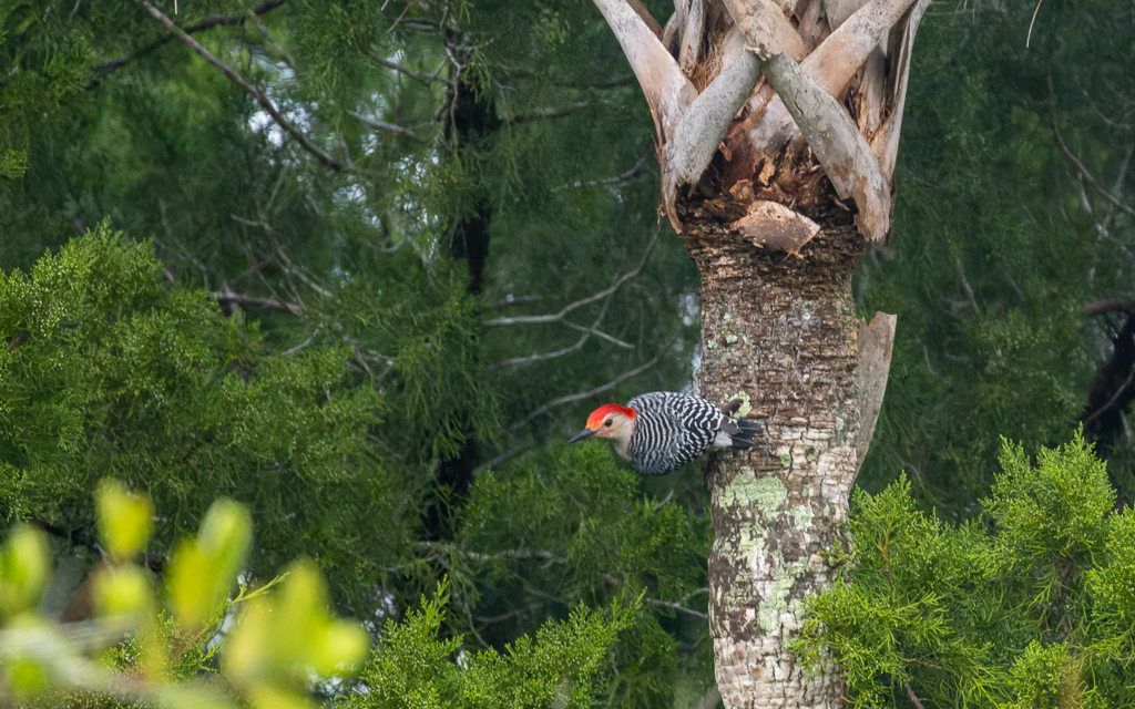 Z72 3578 NEF DxO DeepPRIME