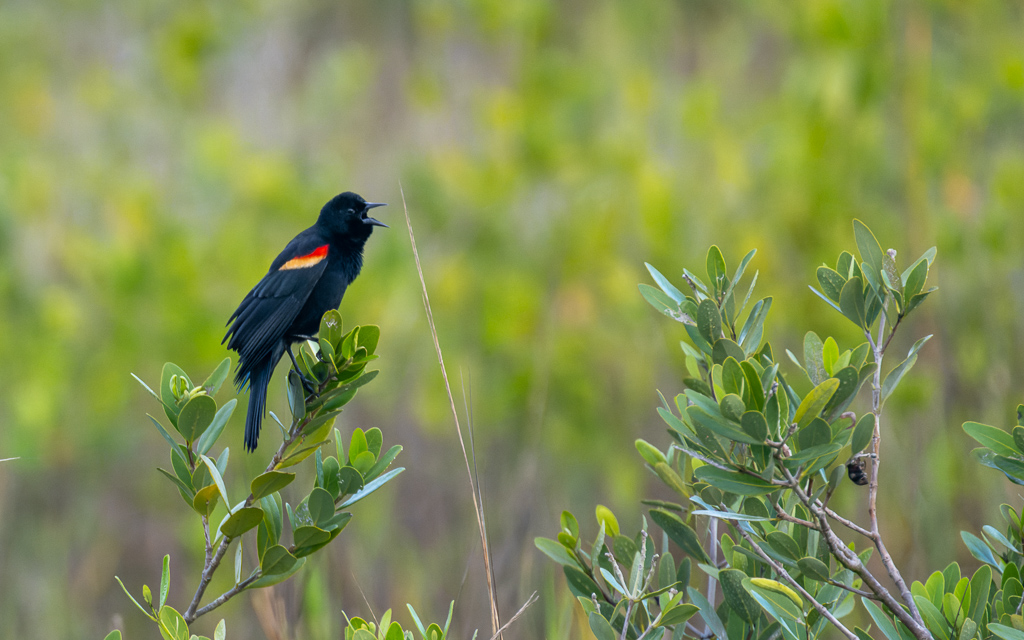 Z72 3636 NEF DxO DeepPRIME