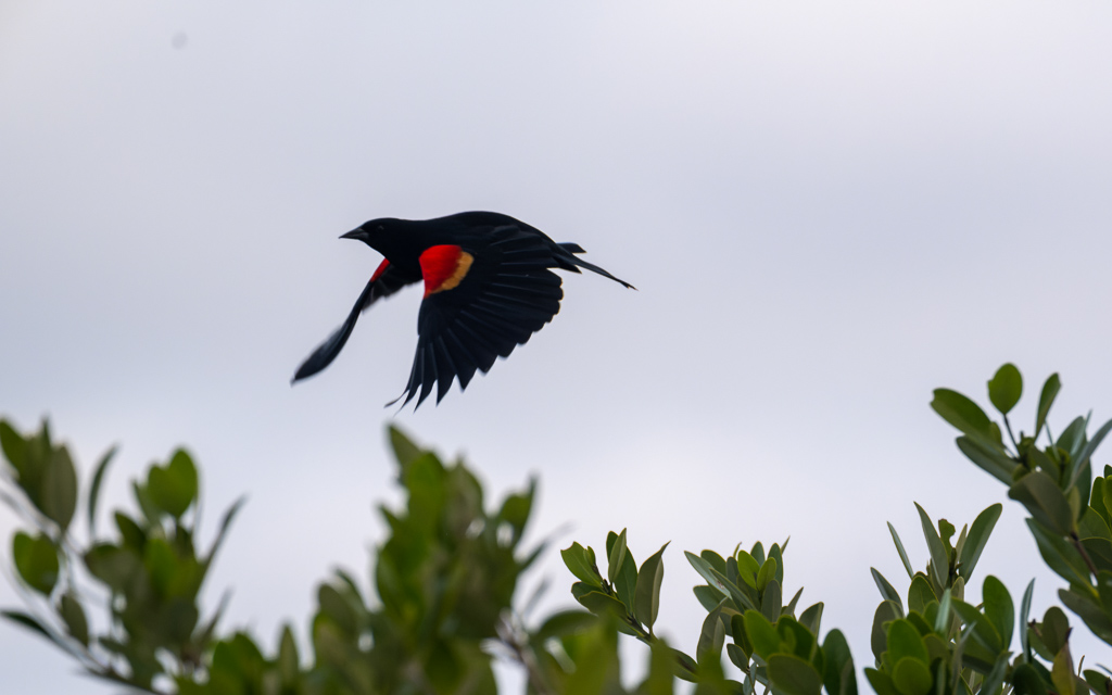 Z72 3645 NEF DxO DeepPRIME