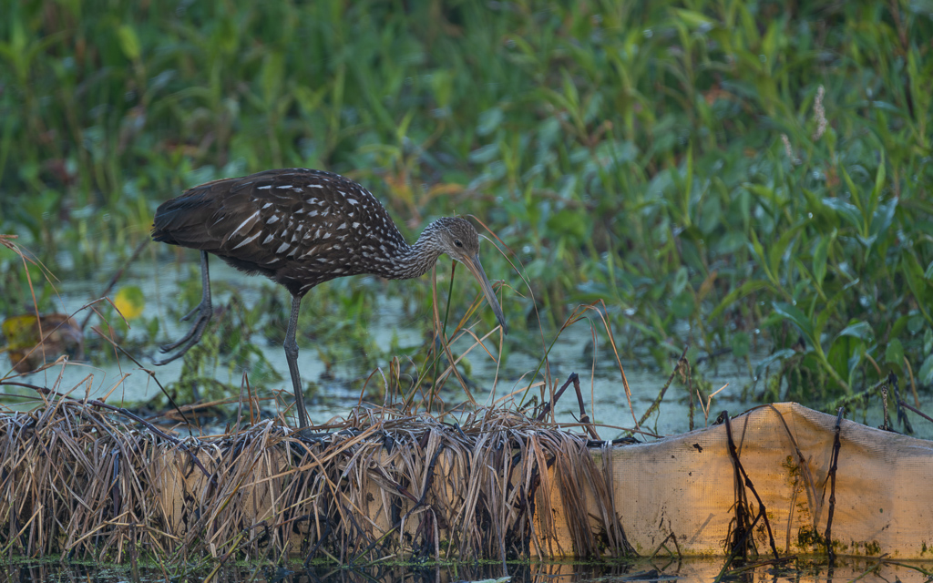 Z72 3700 NEF DxO DeepPRIME