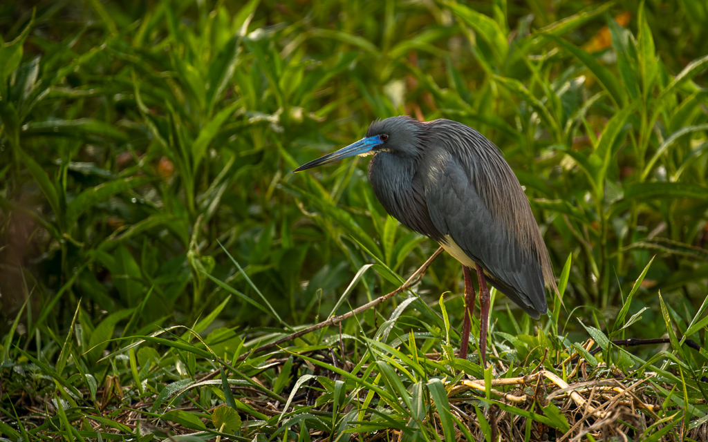 Z72 3707 NEF DxO DeepPRIME