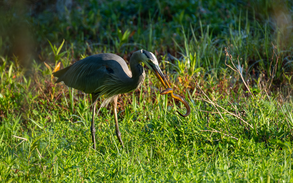 Z72 3780 NEF DxO DeepPRIME