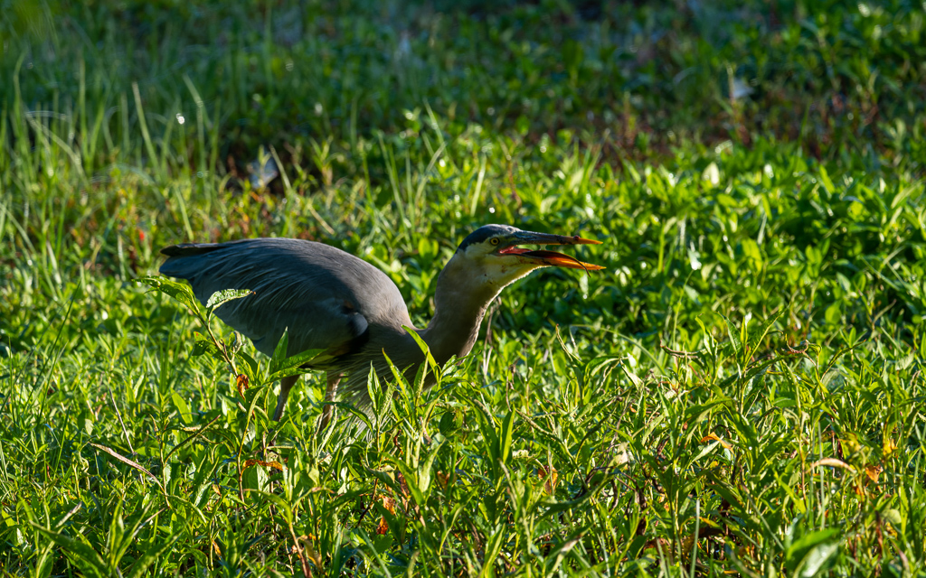 Z72 3794 NEF DxO DeepPRIME