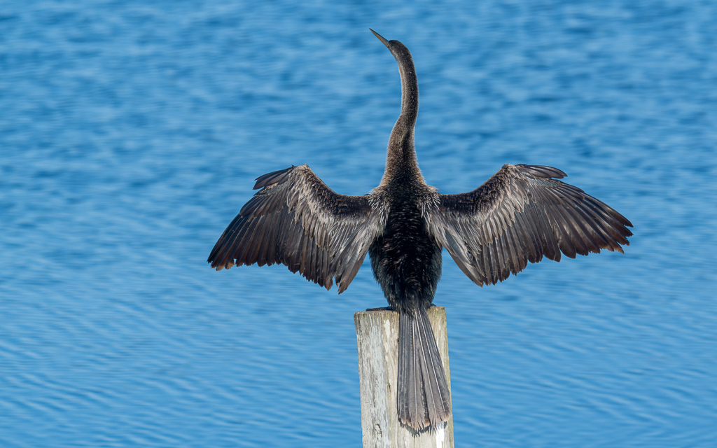 Z72 3862 NEF DxO DeepPRIME