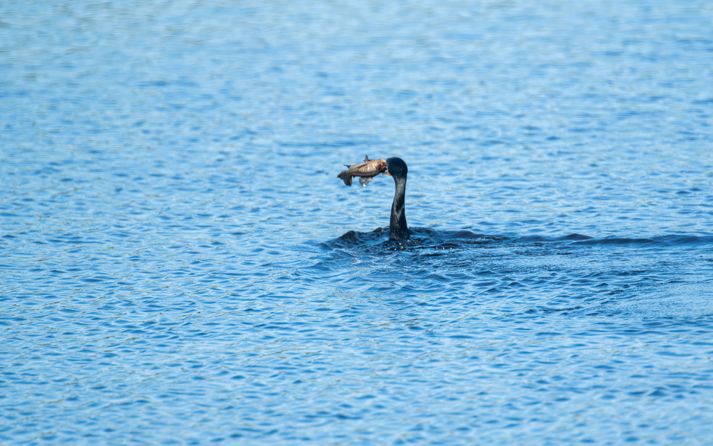 Z72 3866 NEF DxO DeepPRIME