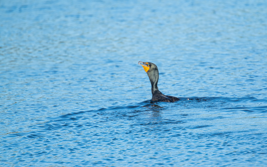 Z72 3873 NEF DxO DeepPRIME