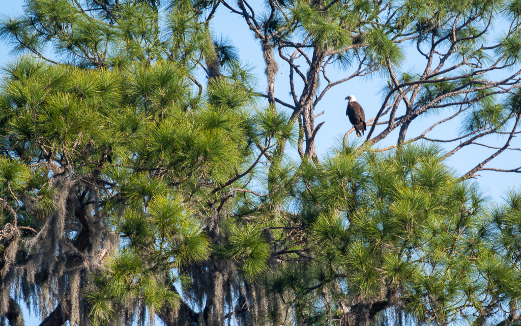 Z72 3880 NEF DxO DeepPRIME