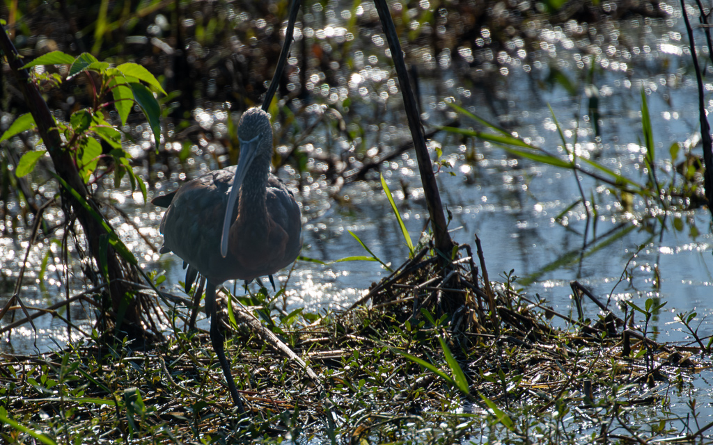 Z72 3889 NEF DxO DeepPRIME