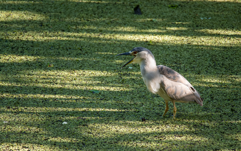 Z50 3068 NEF DxO DeepPRIME