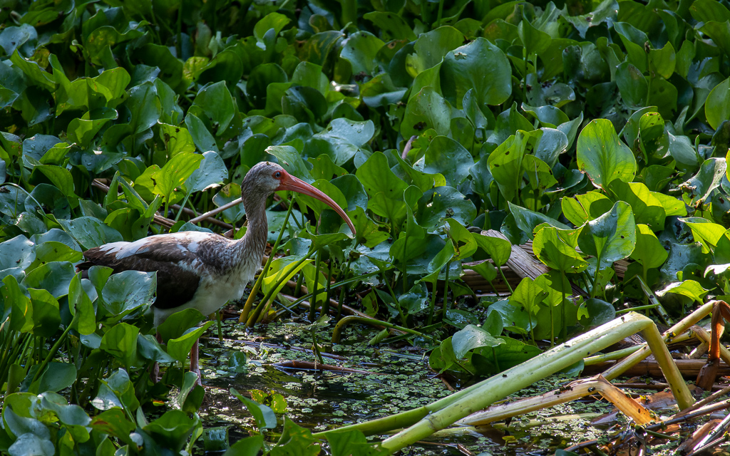 Z50 3126 NEF DxO DeepPRIME