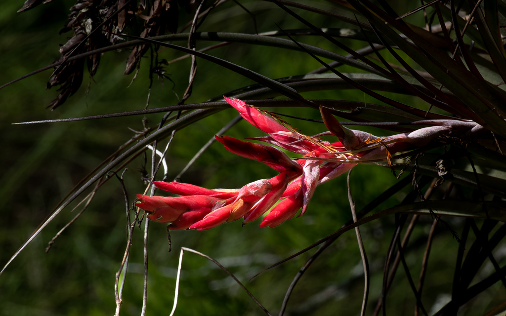 Z50 3146 NEF DxO DeepPRIME