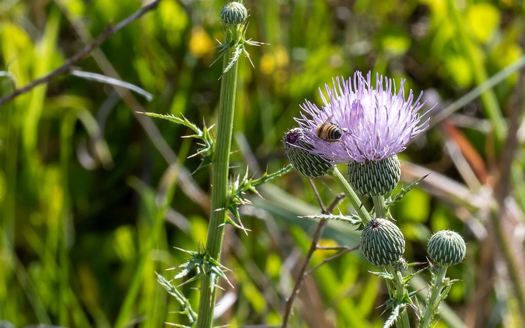 Z50 3156 NEF DxO DeepPRIME