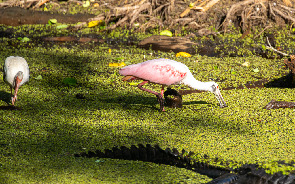 Z72 3992 NEF DxO DeepPRIME