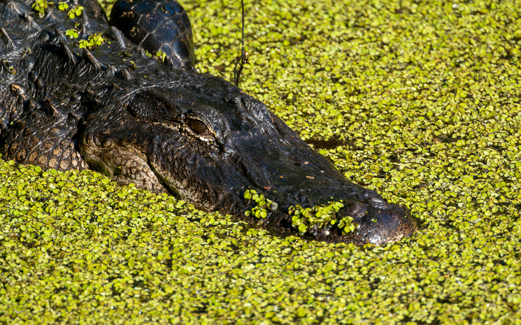 Z72 4015 NEF DxO DeepPRIME