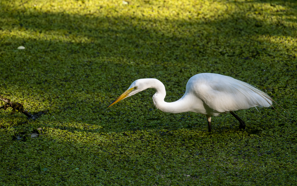 Z72 4102 NEF DxO DeepPRIME