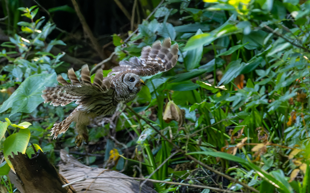 Z72 4185 NEF DxO DeepPRIME Edit