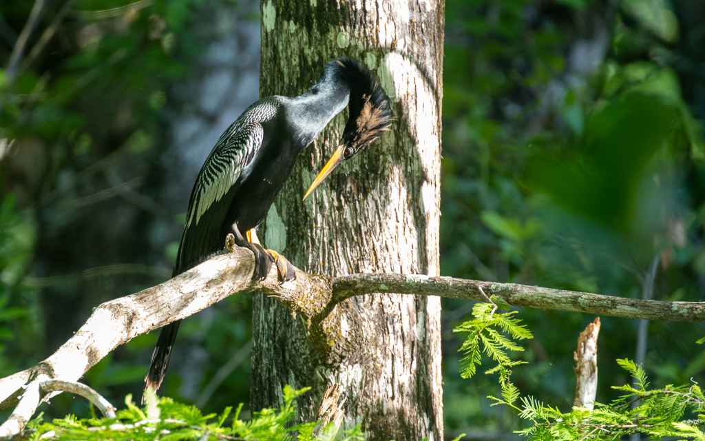 Z72 4226 NEF DxO DeepPRIME