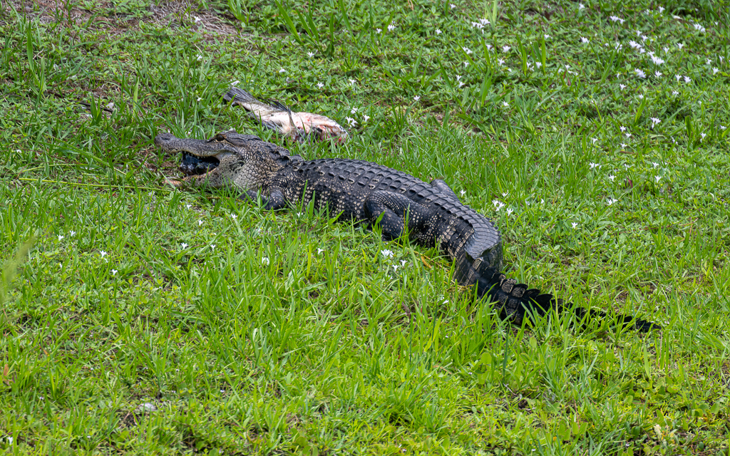 Z72 4459 NEF DxO DeepPRIME Edit