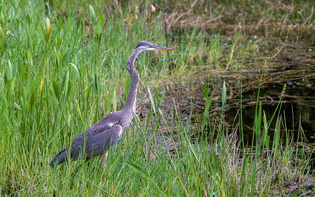 DZ9 6645 NEF DxO DeepPRIME