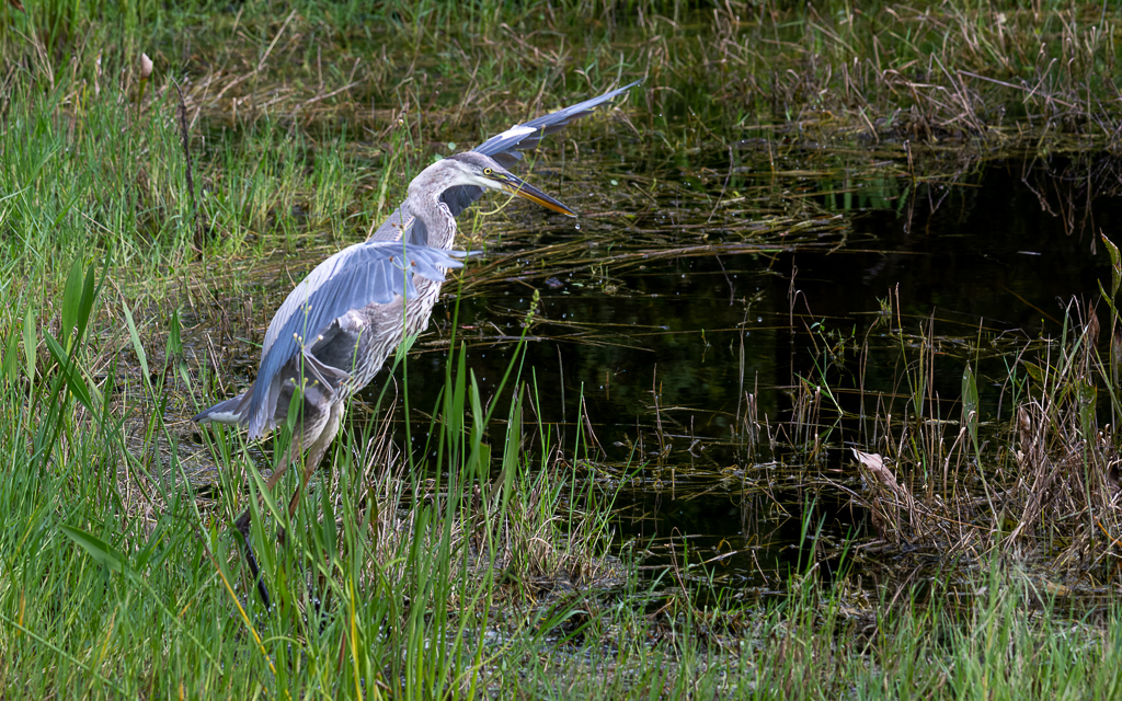 DZ9 6661 NEF DxO DeepPRIME