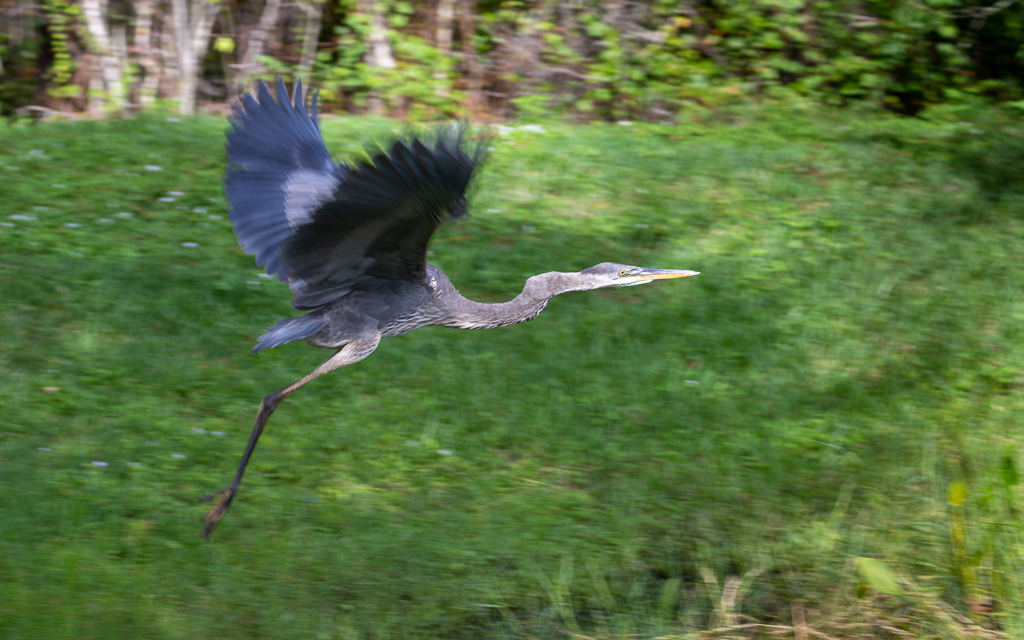 DZ9 6782 NEF DxO DeepPRIME