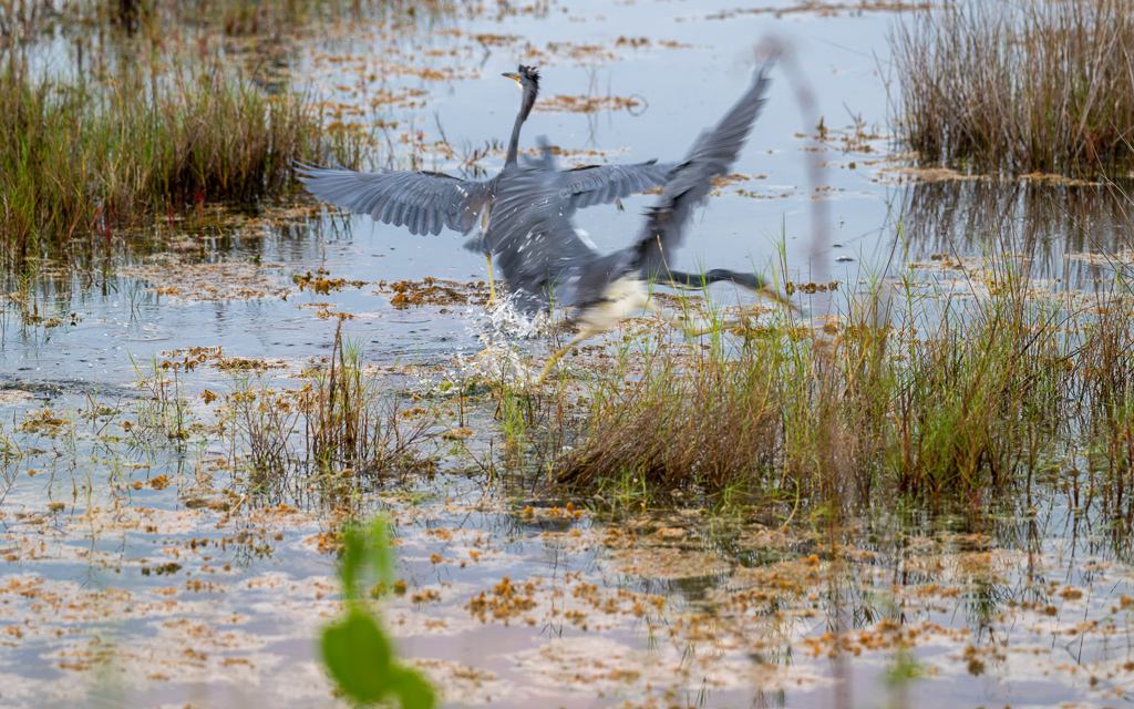 DZ9 6816 NEF DxO DeepPRIME