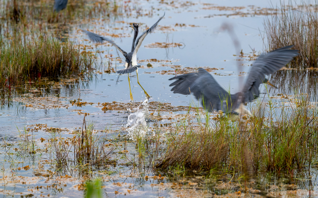 DZ9 6817 NEF DxO DeepPRIME