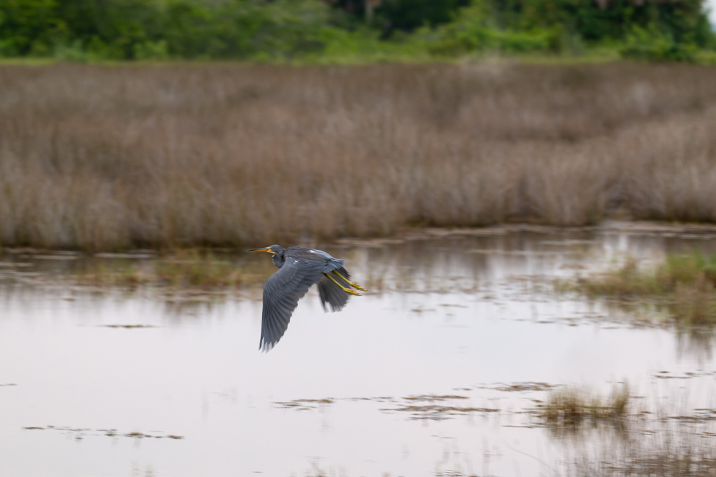 DZ9 6829 NEF DxO DeepPRIME