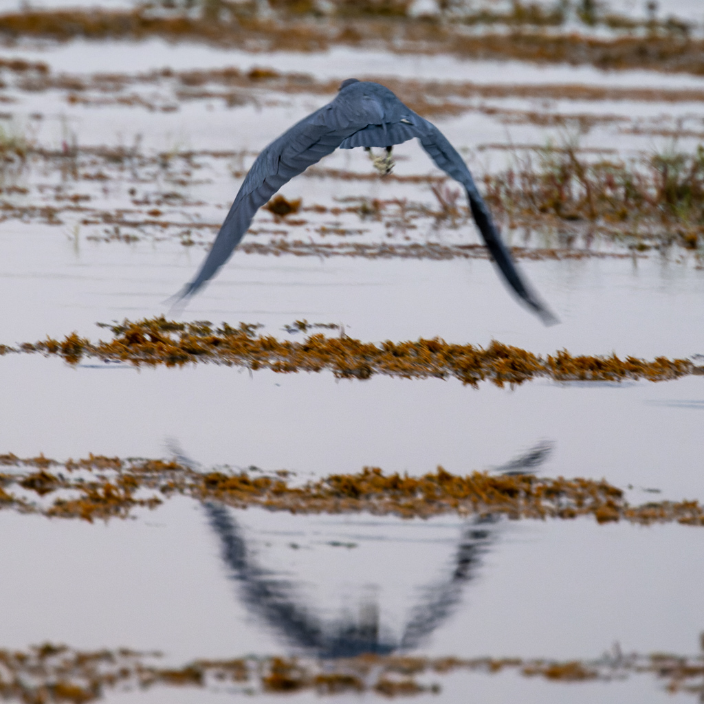 DZ9 6845 NEF DxO DeepPRIME