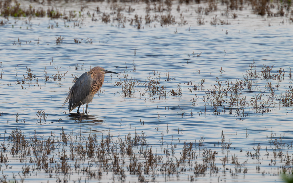 DZ9 6908 NEF DxO DeepPRIME