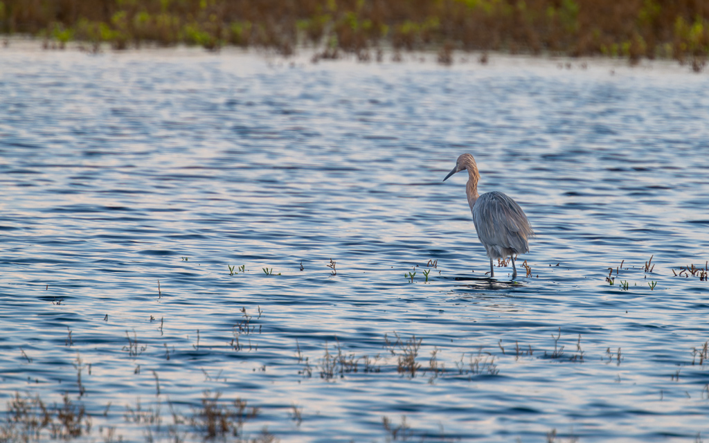 DZ9 6925 NEF DxO DeepPRIME