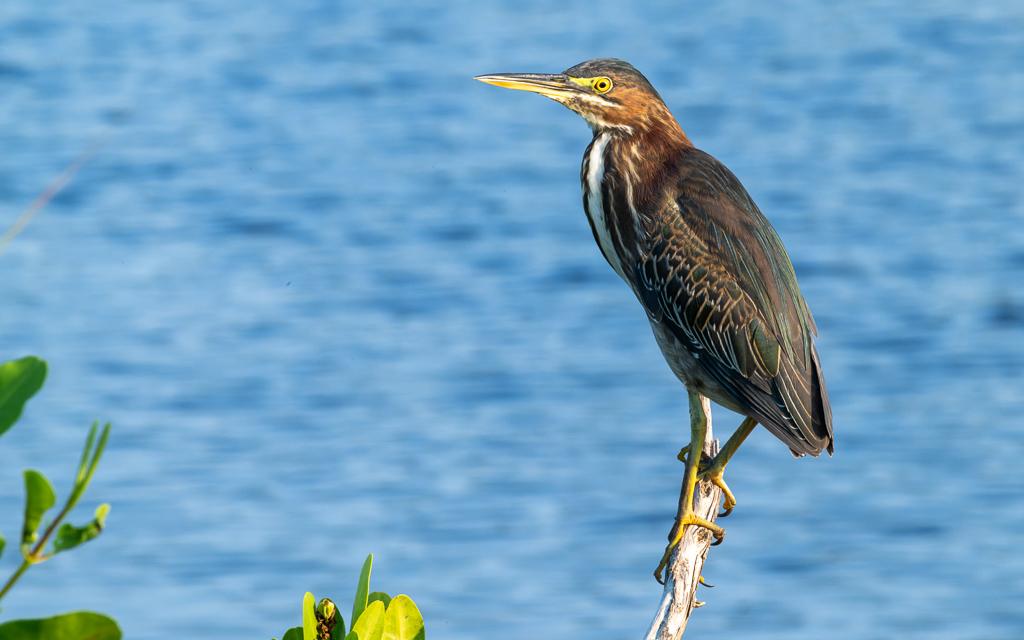 DZ9 6987 NEF DxO DeepPRIME