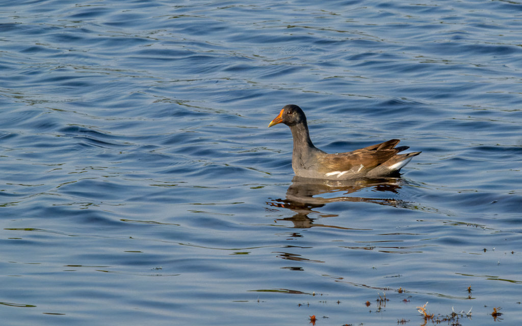 DZ9 7020 NEF DxO DeepPRIME