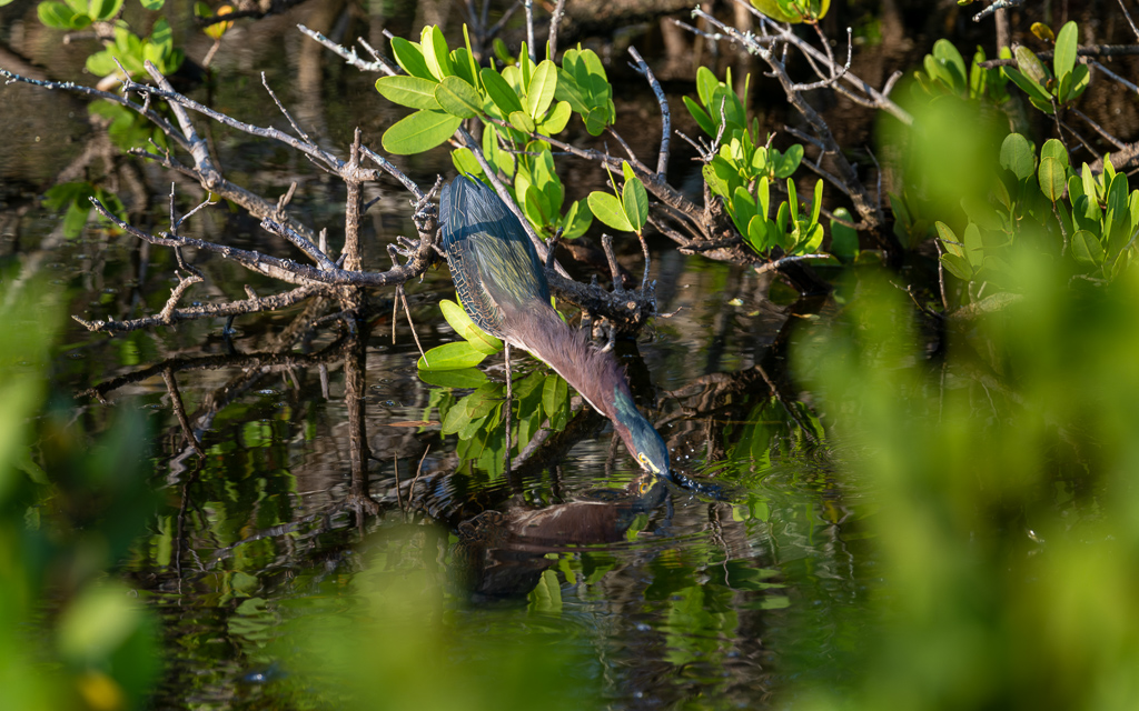 DZ9 7054 NEF DxO DeepPRIME