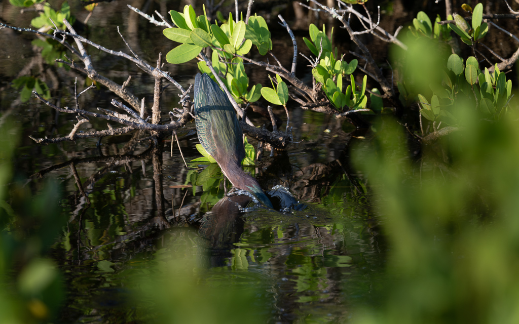 DZ9 7055 NEF DxO DeepPRIME