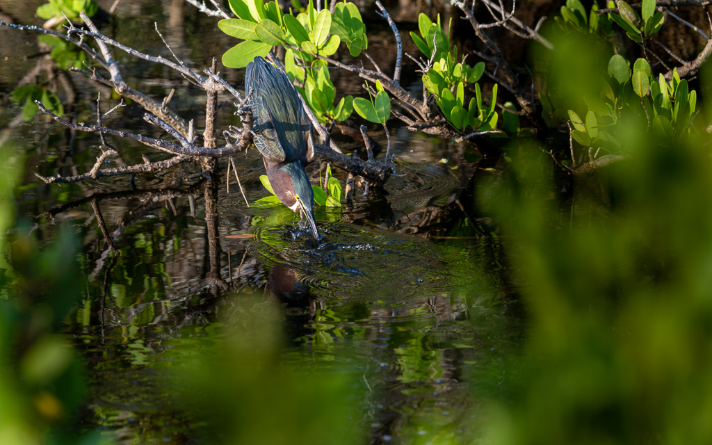 DZ9 7057 NEF DxO DeepPRIME