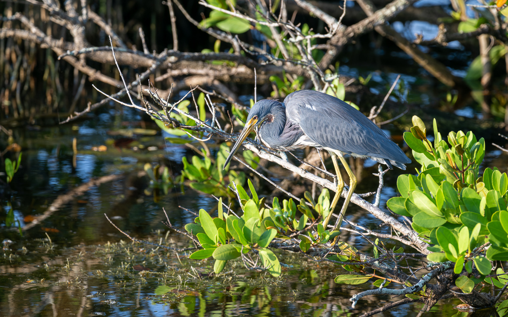 DZ9 7074 NEF DxO DeepPRIME