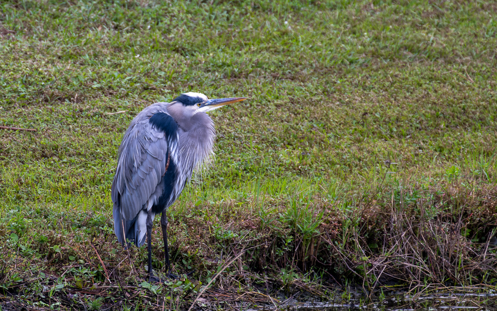 DZ97195 NEF DxO DeepPRIME