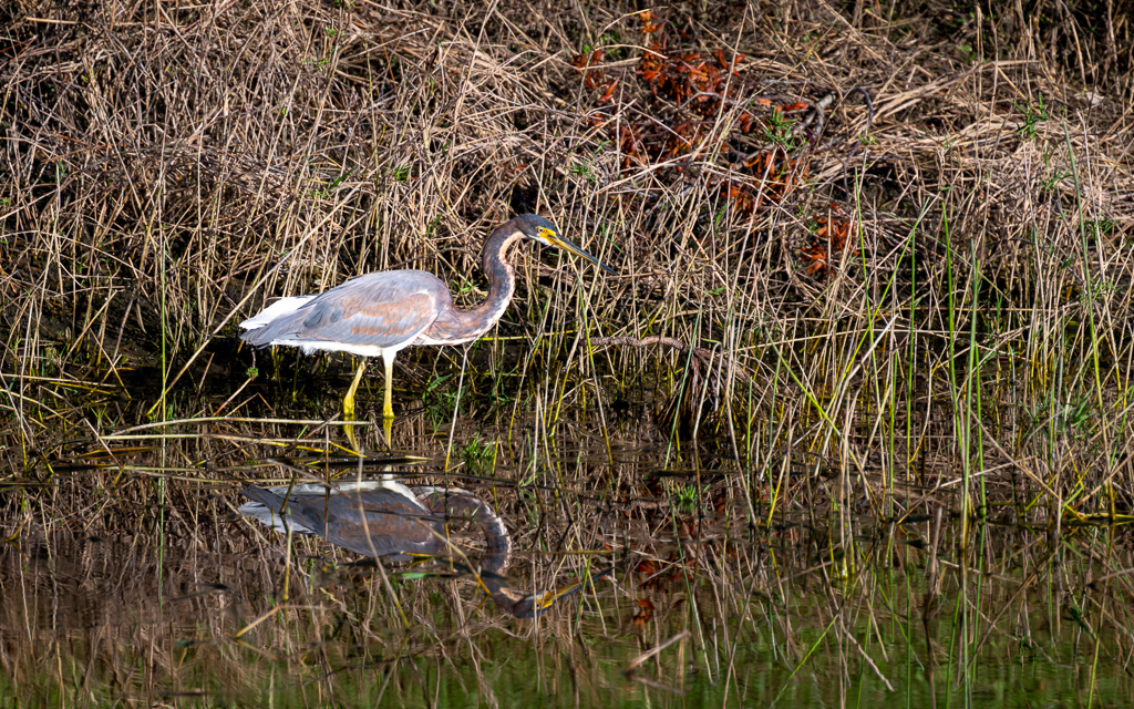 DZ9 7083 NEF DxO DeepPRIME