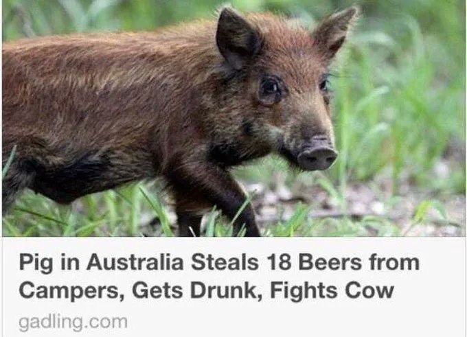 OnlyInAustralia