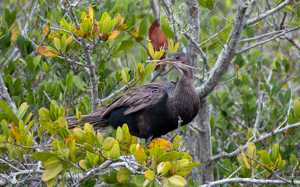 20230105 BlkPointDrive Z50 3774 NEF