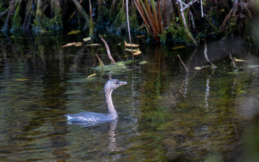 20230105 BlkPointDrive Z50 3803 NEF