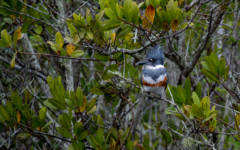 20230105 BlkPointDrive Z50 3811 NEF