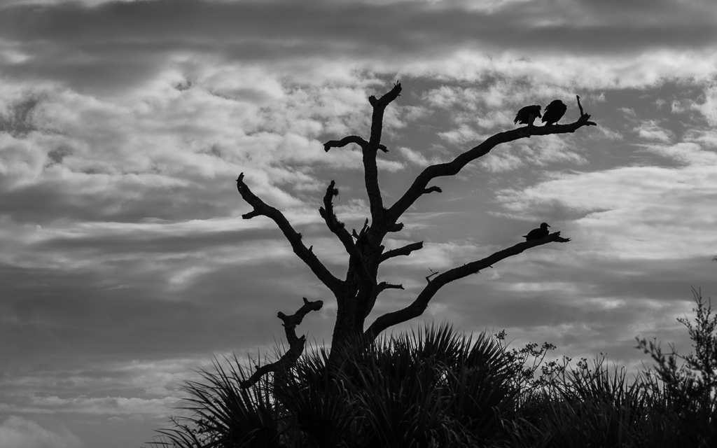 20230105 BlkPointDrive Z9 7970 NEF 2