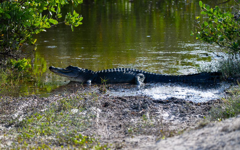 20230105 BlkPointDrive Z9 8050 NEF