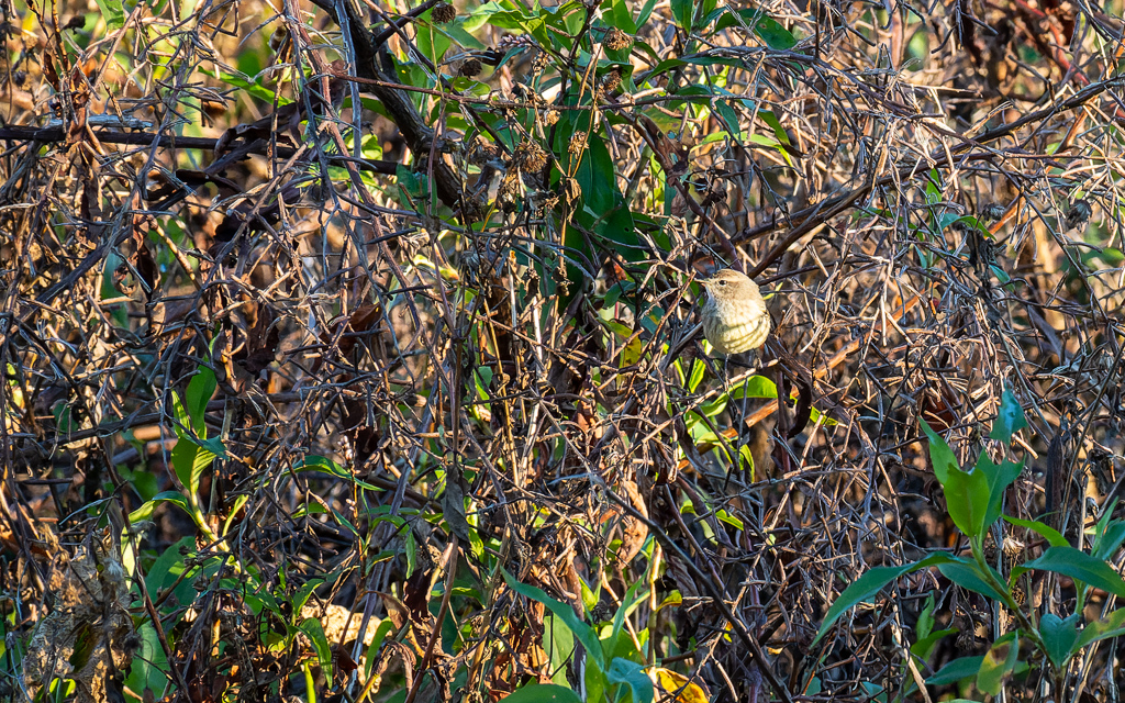 20230106 CircBarB Z50 3973s NEF