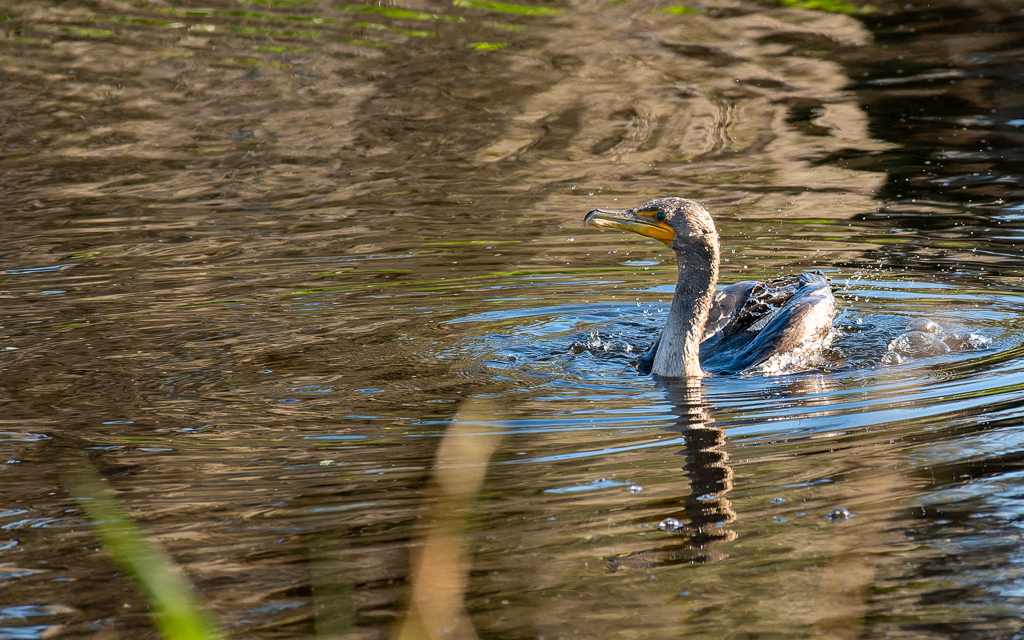 20230106 CircBarB Z50 4053s NEF