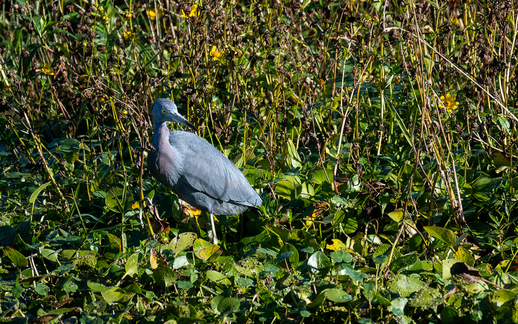 20230106 CircBarB Z50 4066s NEF