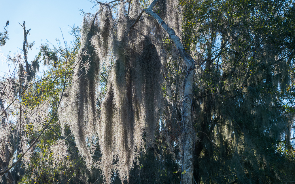 20230106 CircBarB Z50 4107s NEF